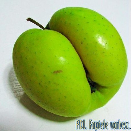 marPDL4