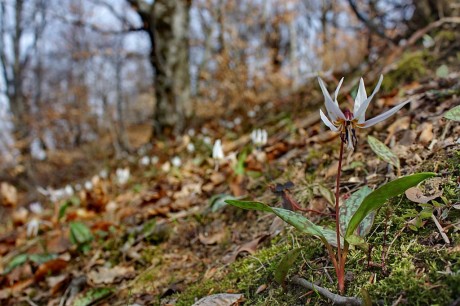 _MG_0080 _MG_0080